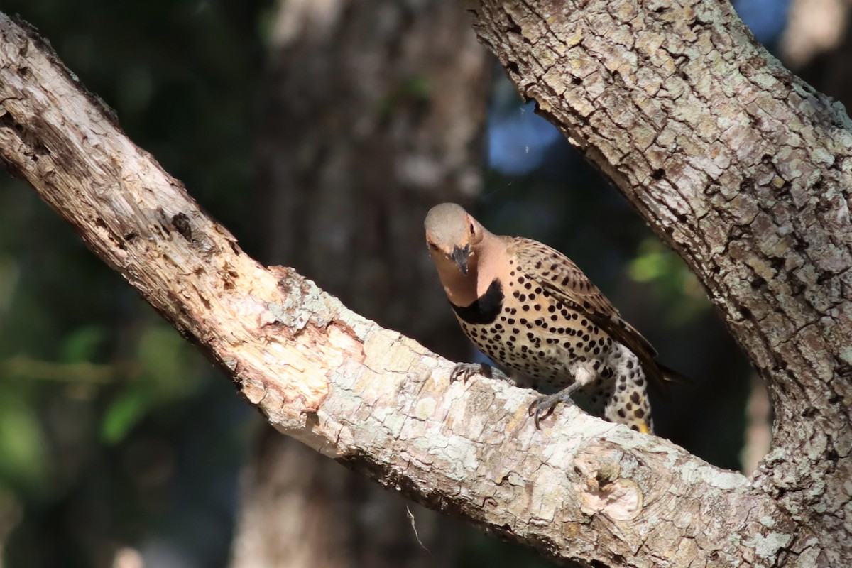 Northern Flicker (Yellow-shafted) - ML557314781
