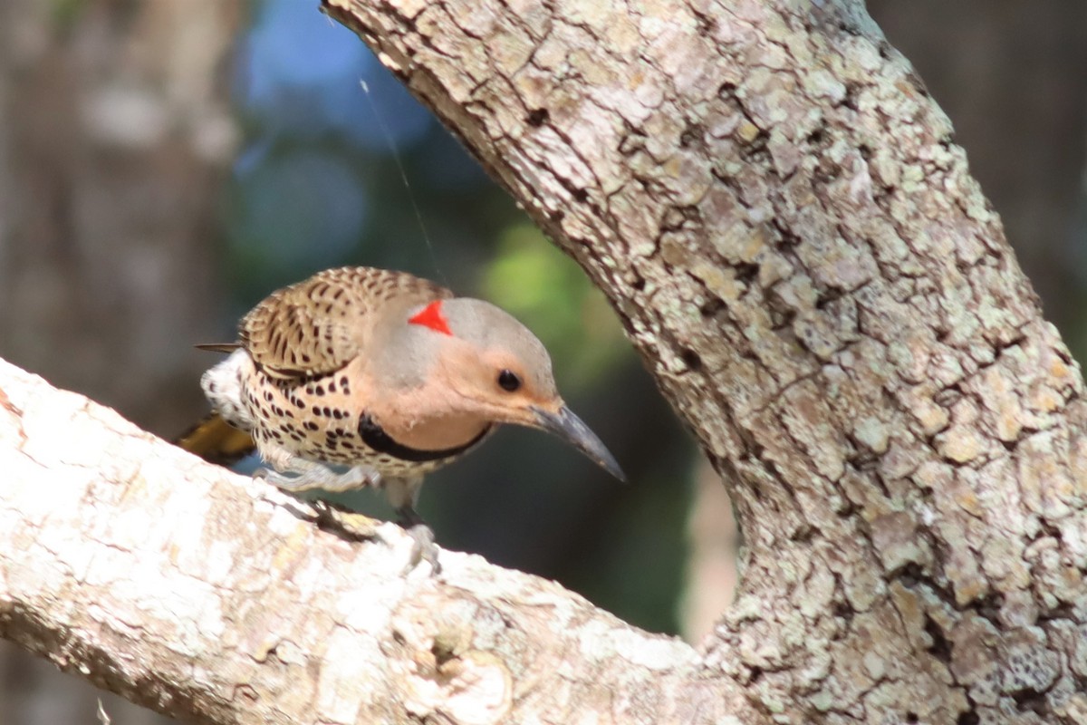 Northern Flicker (Yellow-shafted) - ML557314791