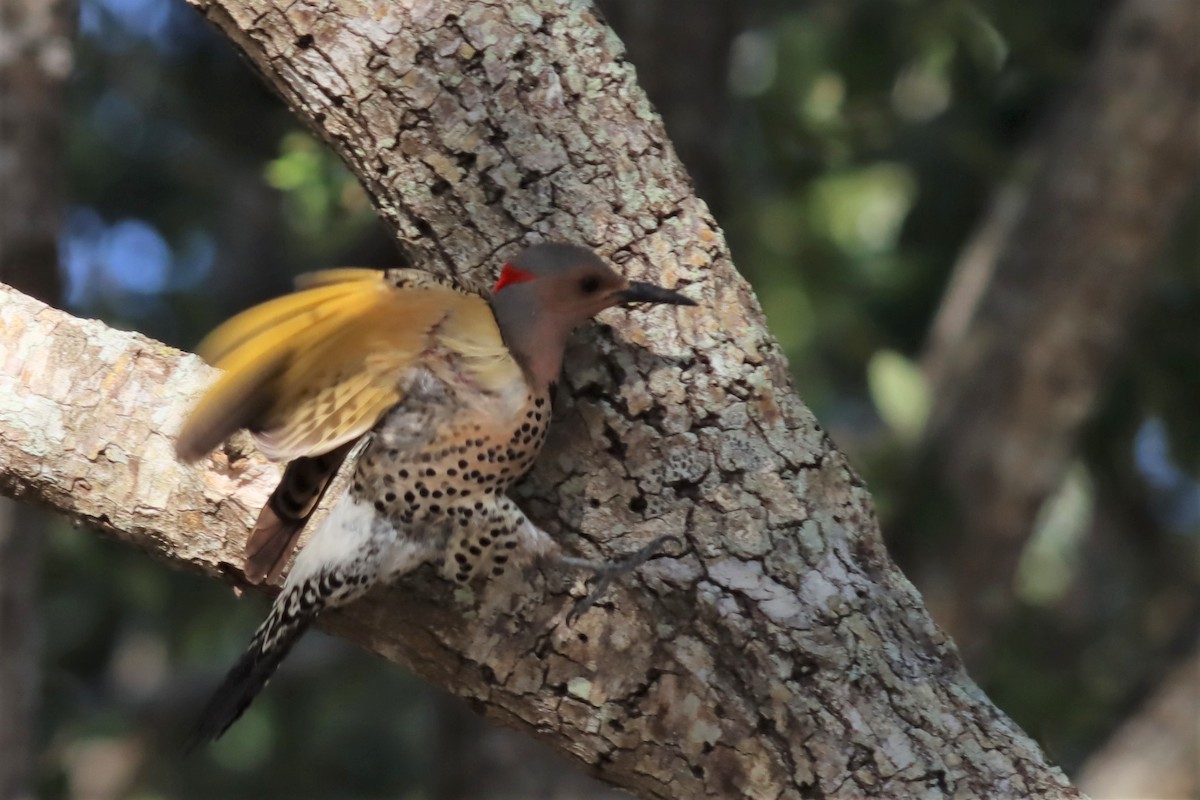 Northern Flicker (Yellow-shafted) - ML557314801
