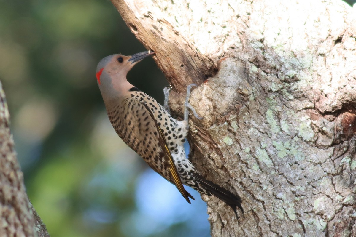 Northern Flicker (Yellow-shafted) - ML557314811