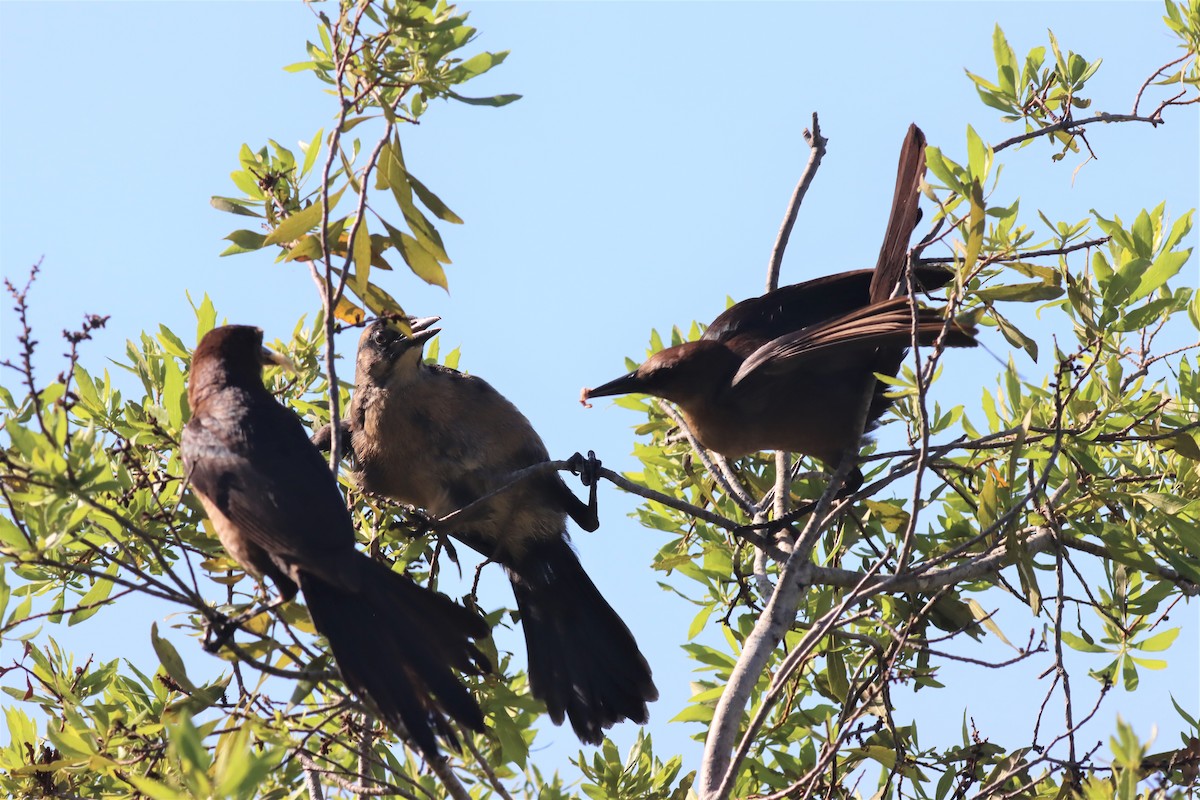 Boat-tailed Grackle - ML557315621