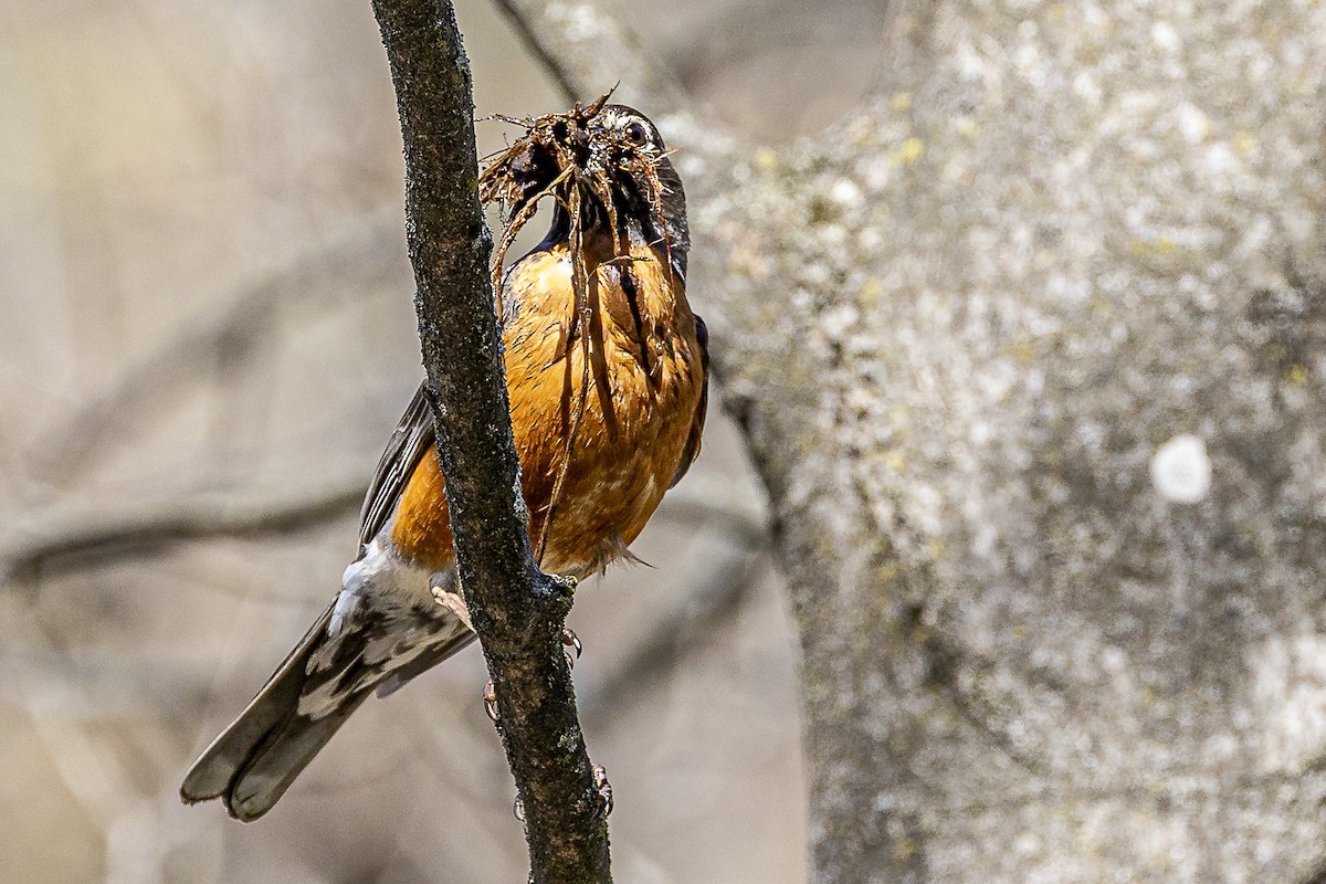 New York Breeding Bird Atlas Checklist - 13 Apr 2023 - Stony Point SP ...