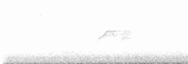 Weißbauch-Phoebetyrann - ML557320501
