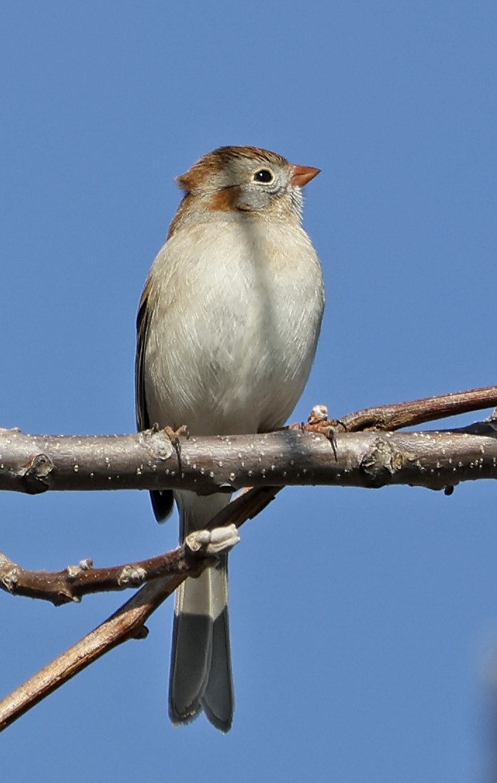 Field Sparrow - ML557320991