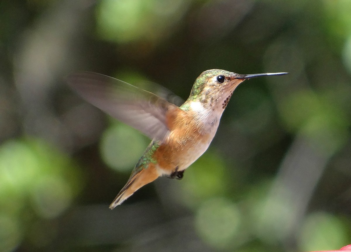 Rufous Hummingbird - Cara Barnhill