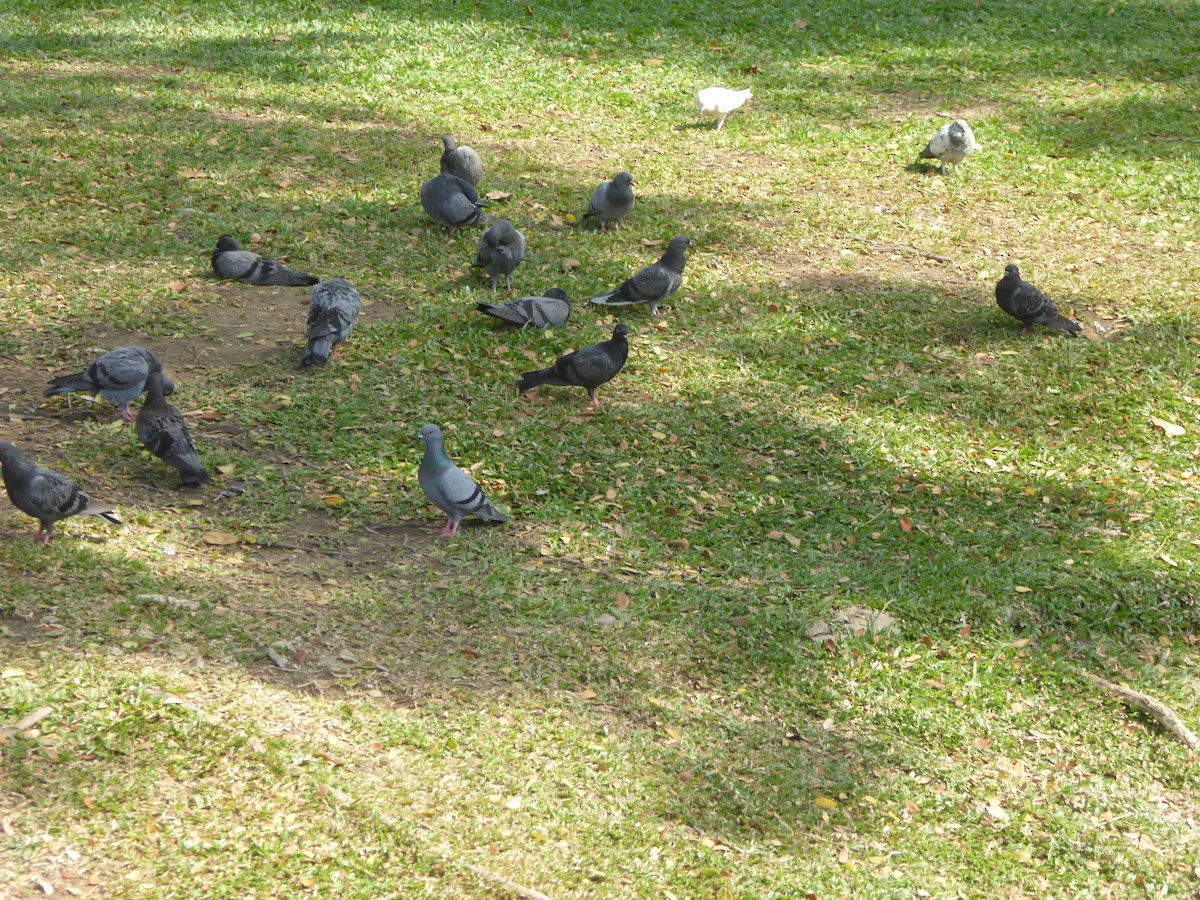 Rock Pigeon (Feral Pigeon) - ML557323631