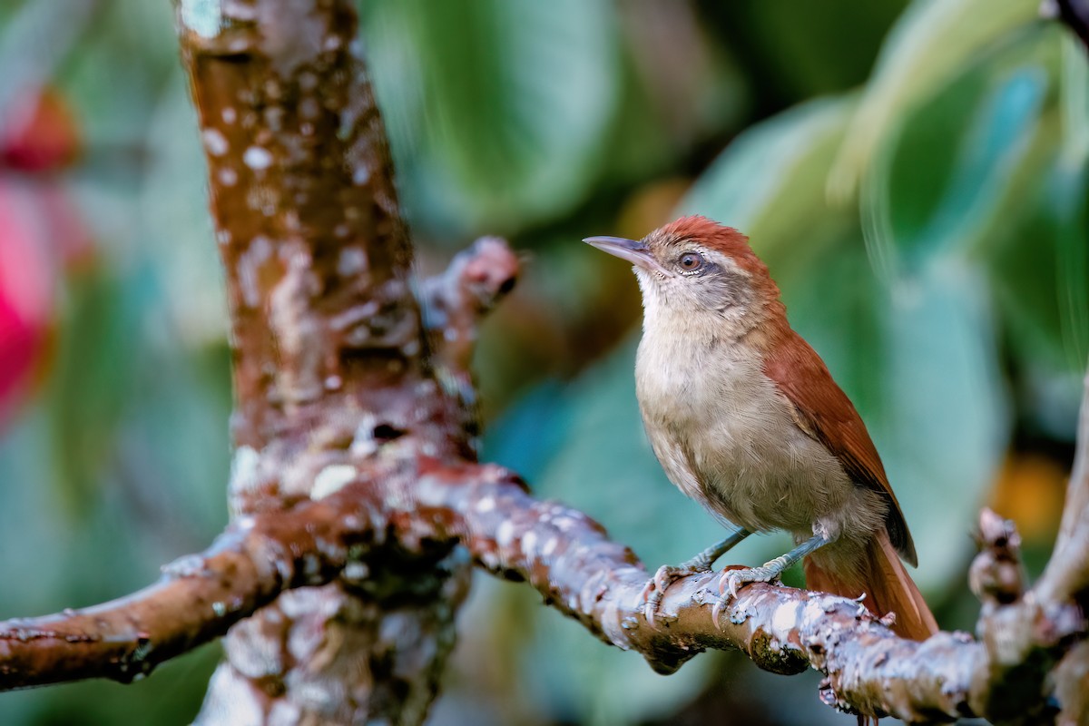 Rusty-backed Spinetail - ML557323781