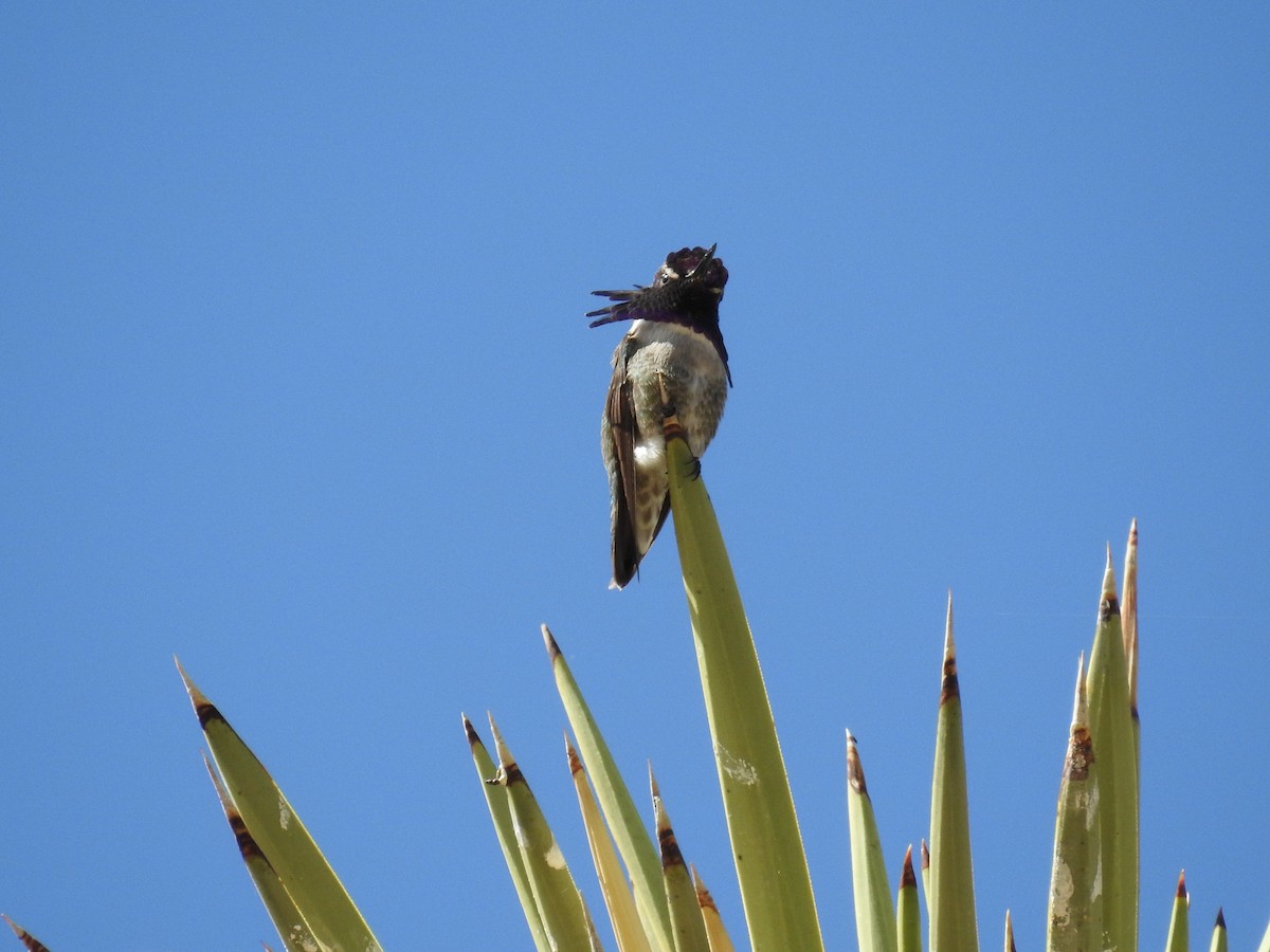 Costa's Hummingbird - Whitney Tsai