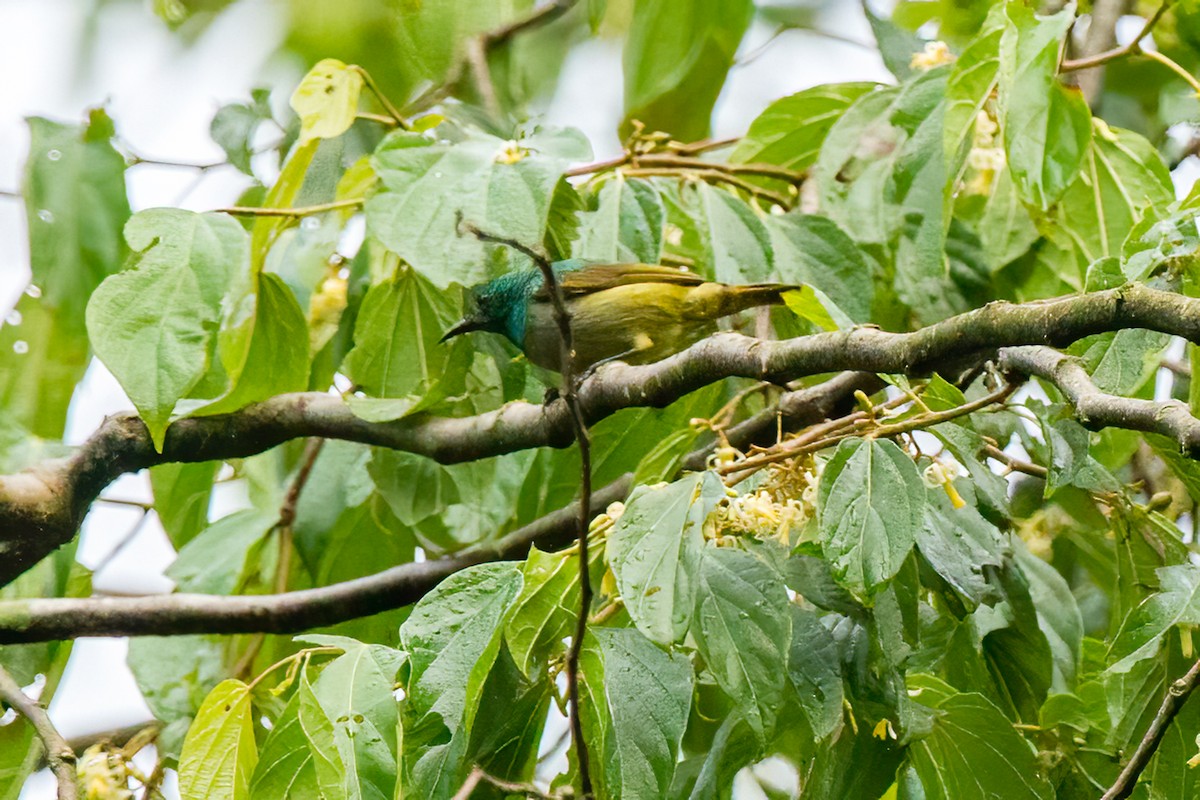 Green Sunbird (Gray-throated) - Louis Bevier