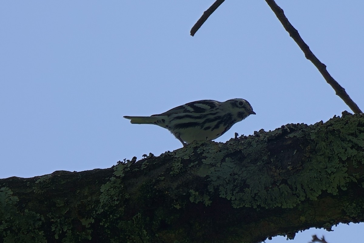 Black-and-white Warbler - ML557324491