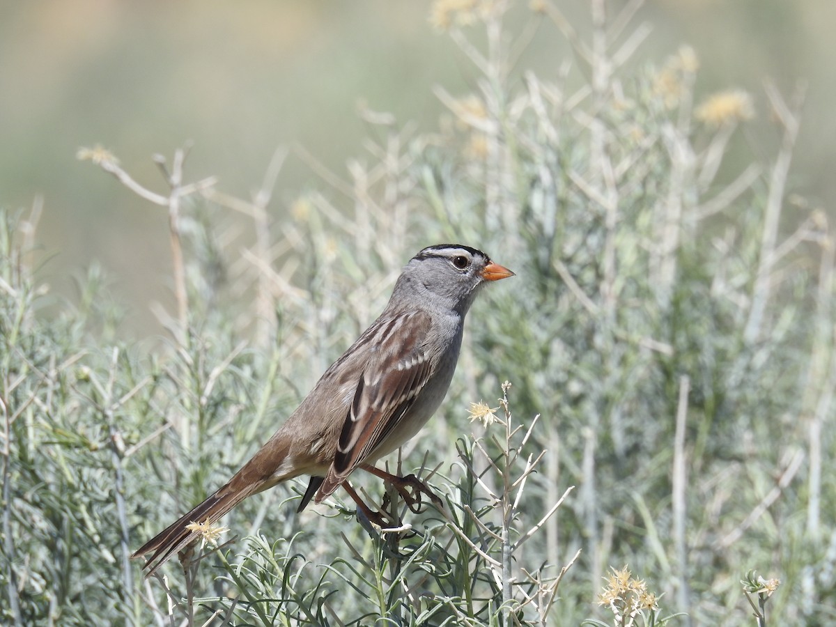 White-crowned Sparrow - ML55732651
