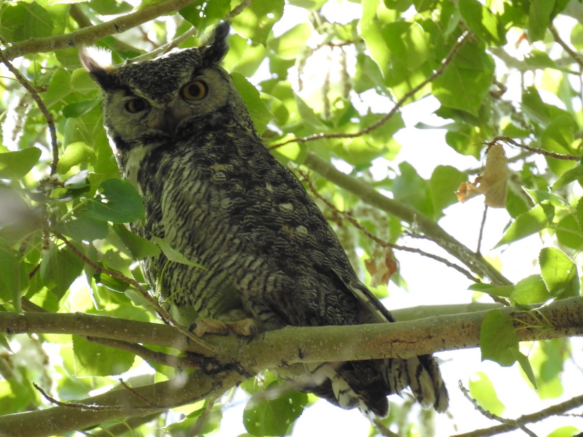 Great Horned Owl - Whitney Tsai