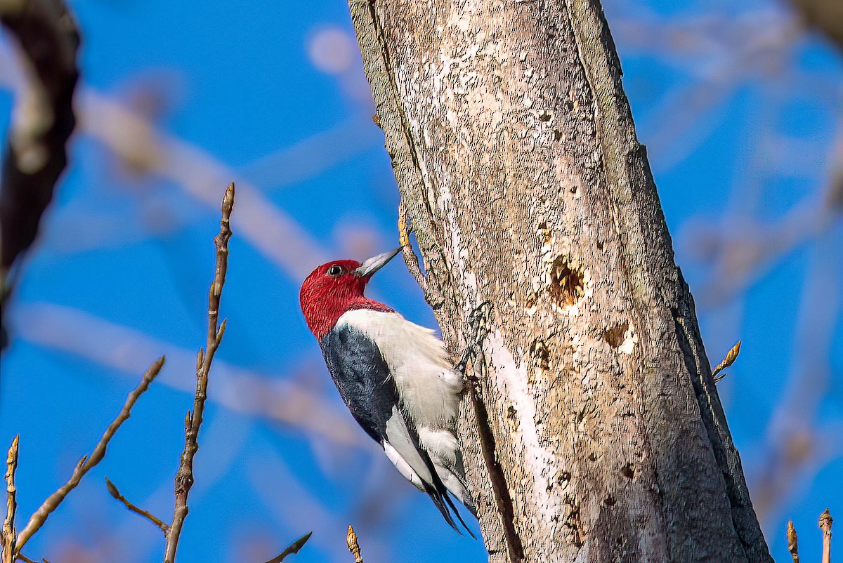 Red-headed Woodpecker - ML557331581