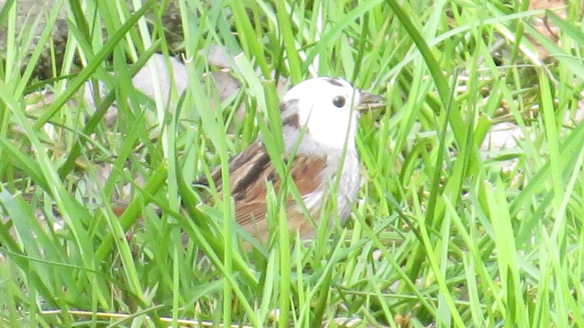 Swamp Sparrow - ML557342661