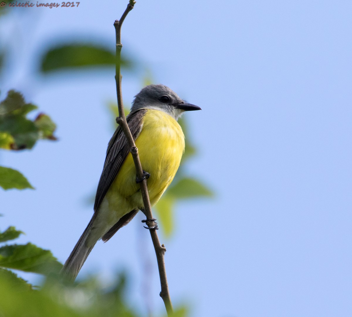 Couch's Kingbird - Janey Woodley