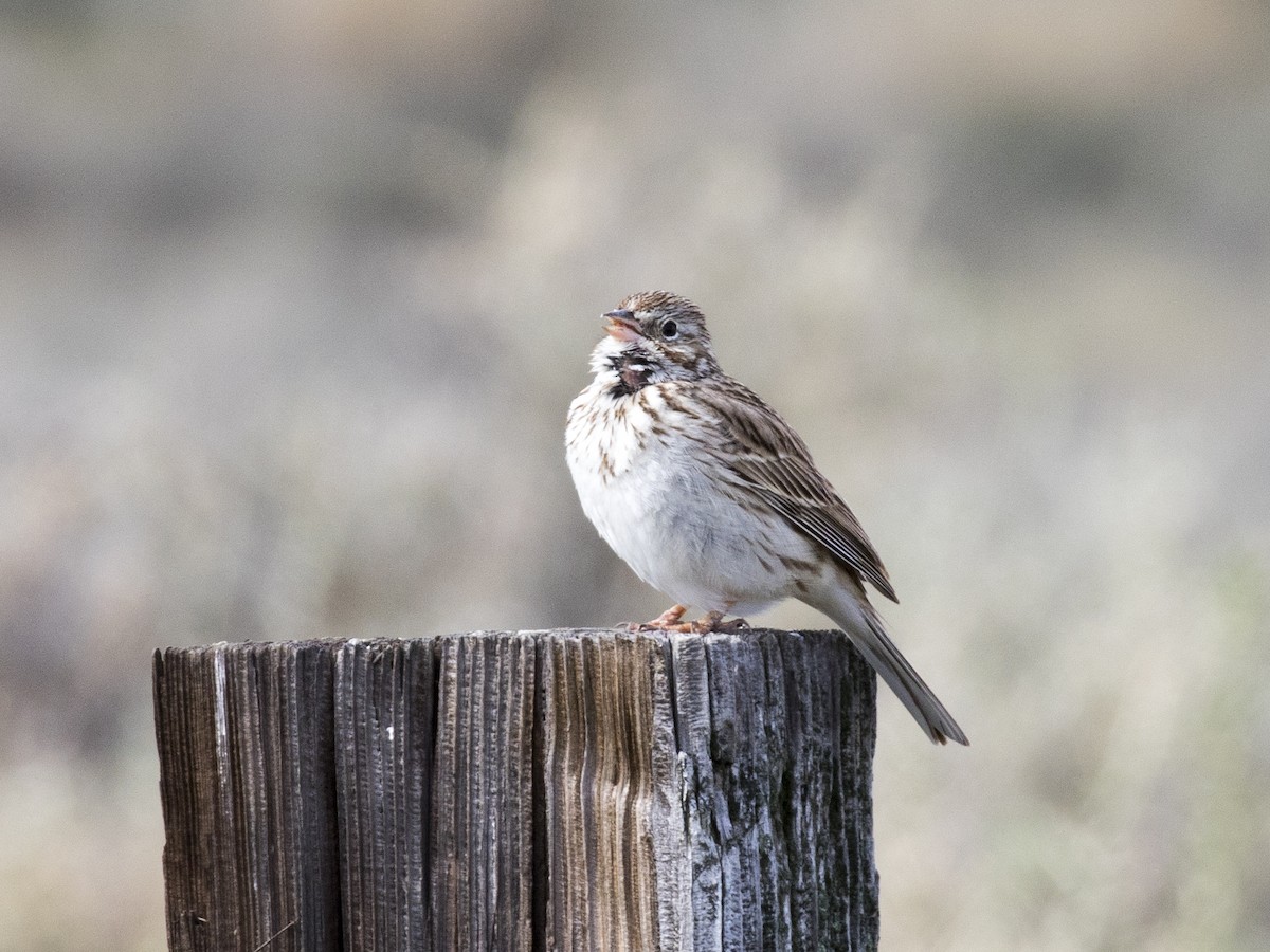 Vesper Sparrow - Bob Martinka