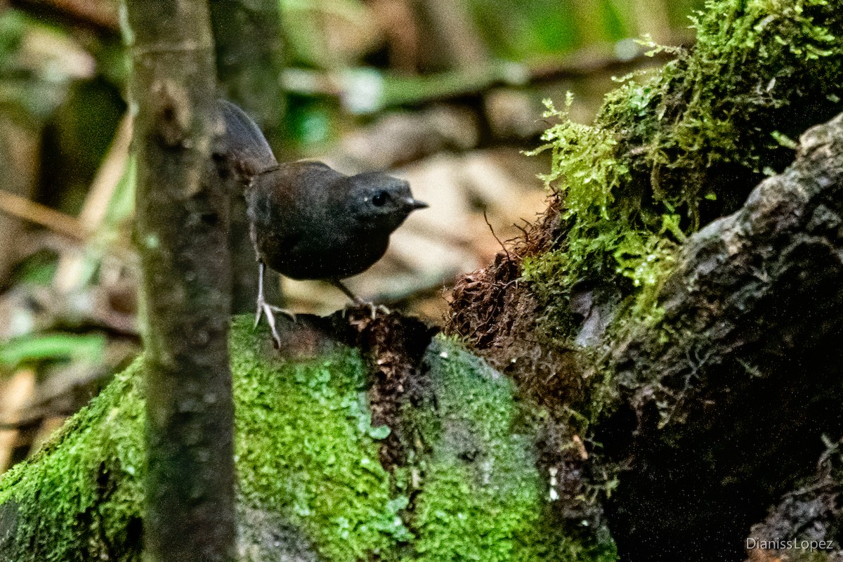 Long-tailed Tapaculo - ML557362841