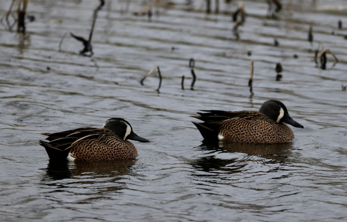 Blue-winged Teal - ML557365261