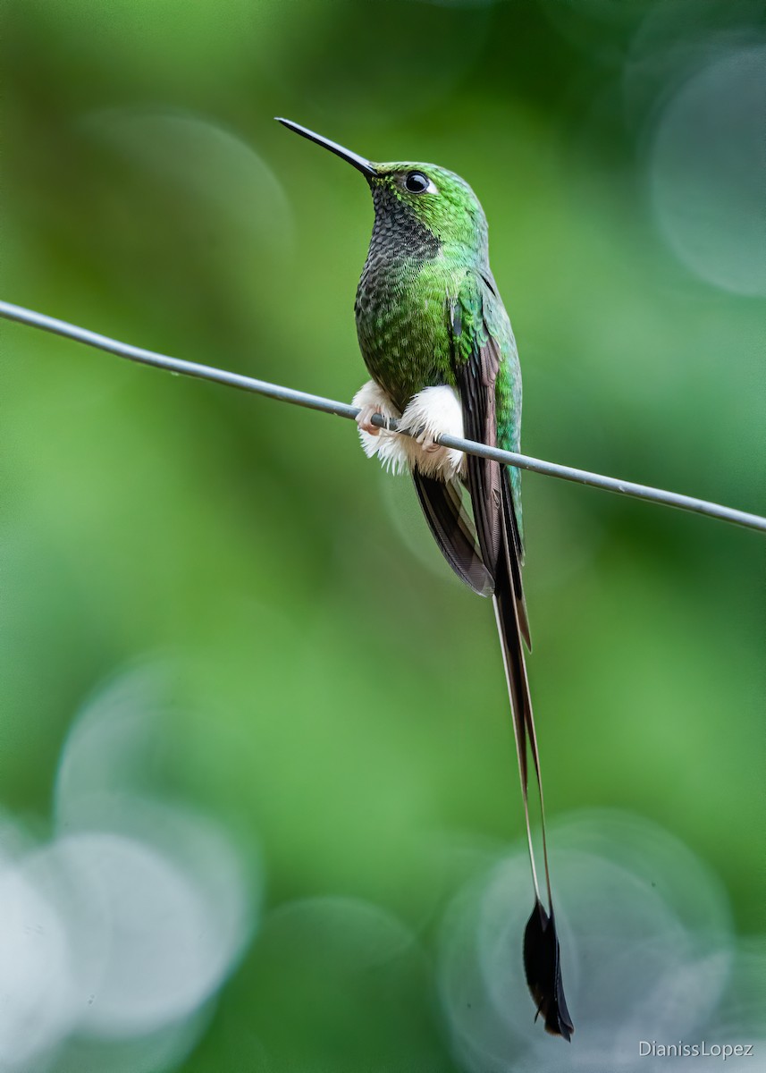 White-booted Racket-tail - ML557365421