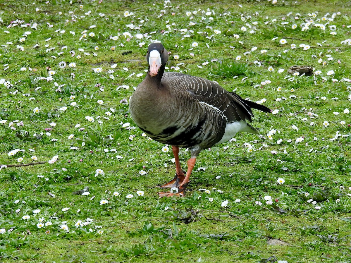 Greater White-fronted Goose - ML557366591
