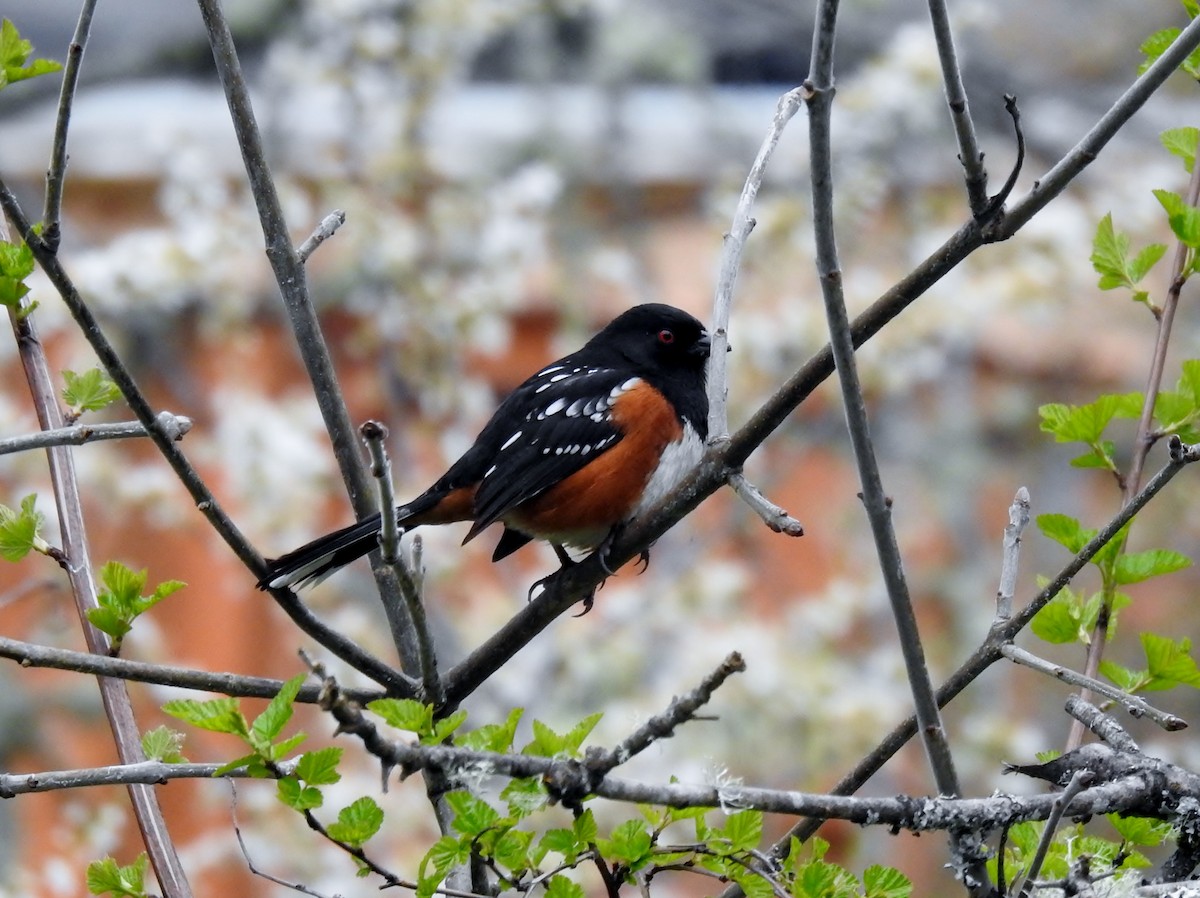 Spotted Towhee - ML557366761