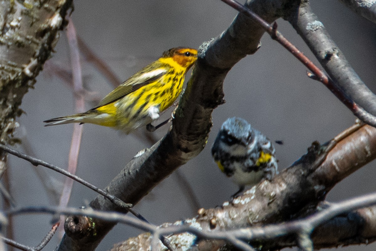 Cape May Warbler - ML557367591