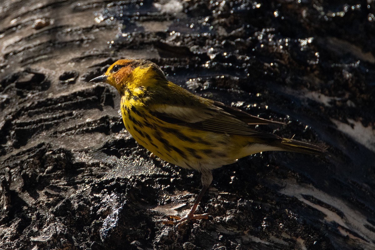 Cape May Warbler - ML557367601