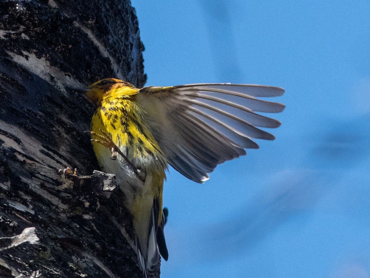 Cape May Warbler - ML557367611