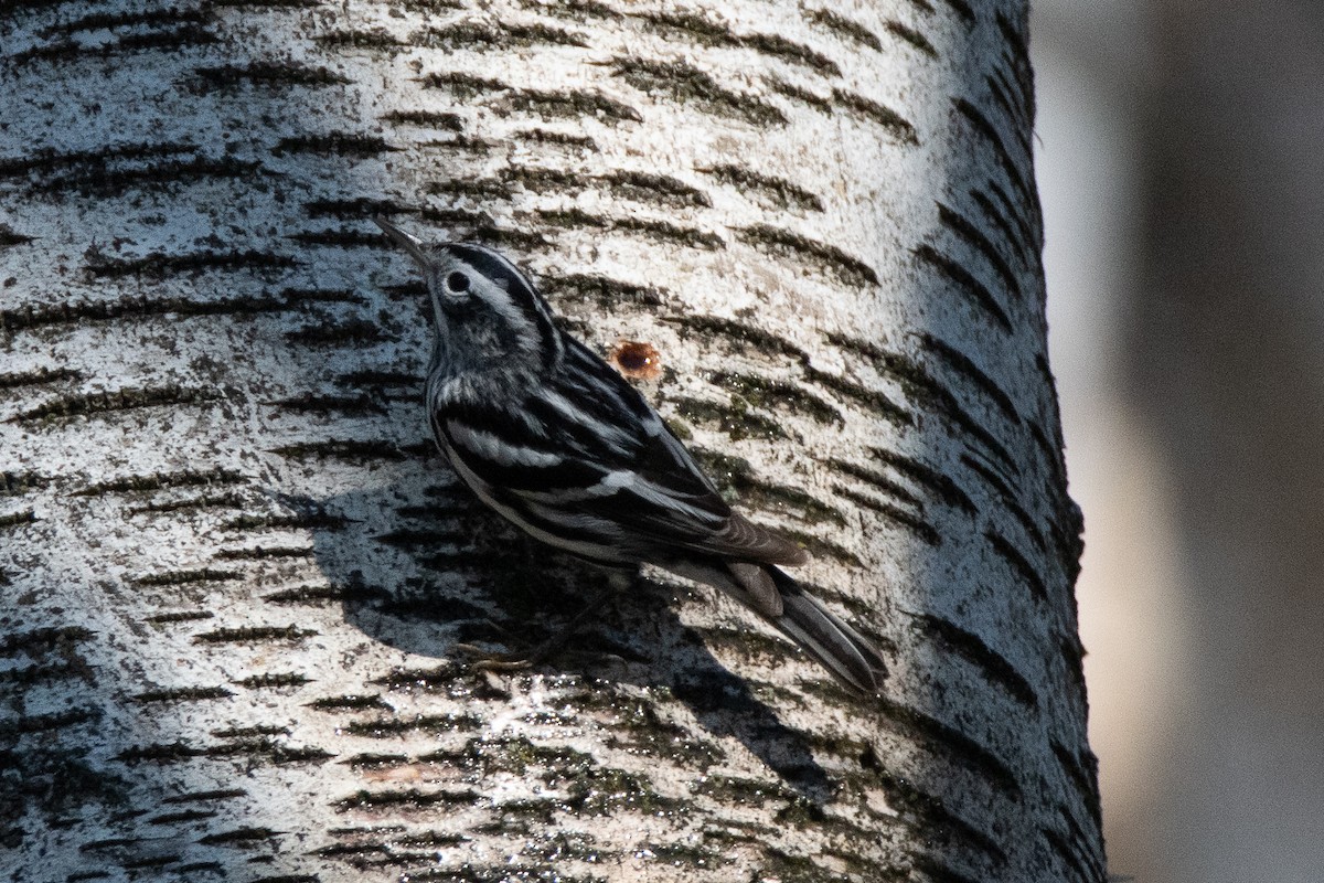 Black-and-white Warbler - ML557367691