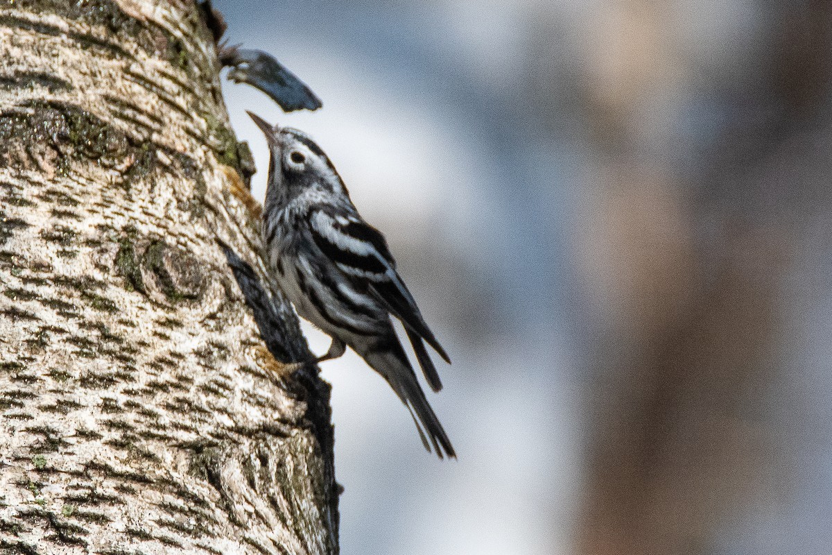 Black-and-white Warbler - ML557367701
