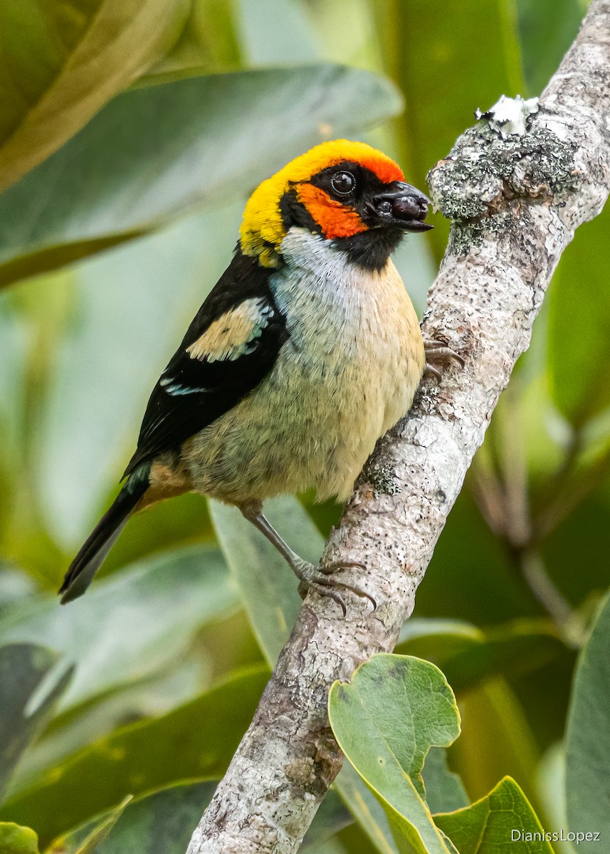 Flame-faced Tanager - ML557369861