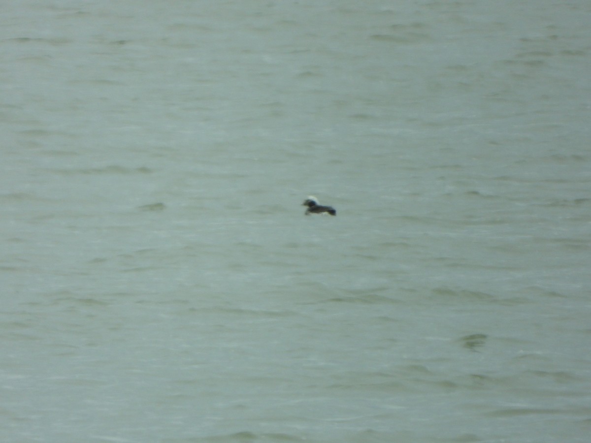 Long-tailed Duck - ML557372841