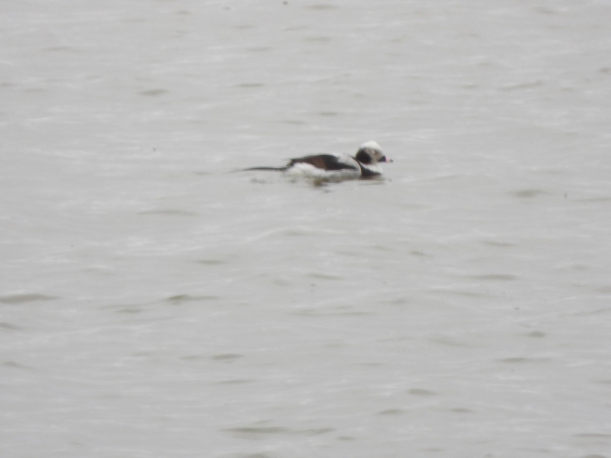 Long-tailed Duck - ML557372851