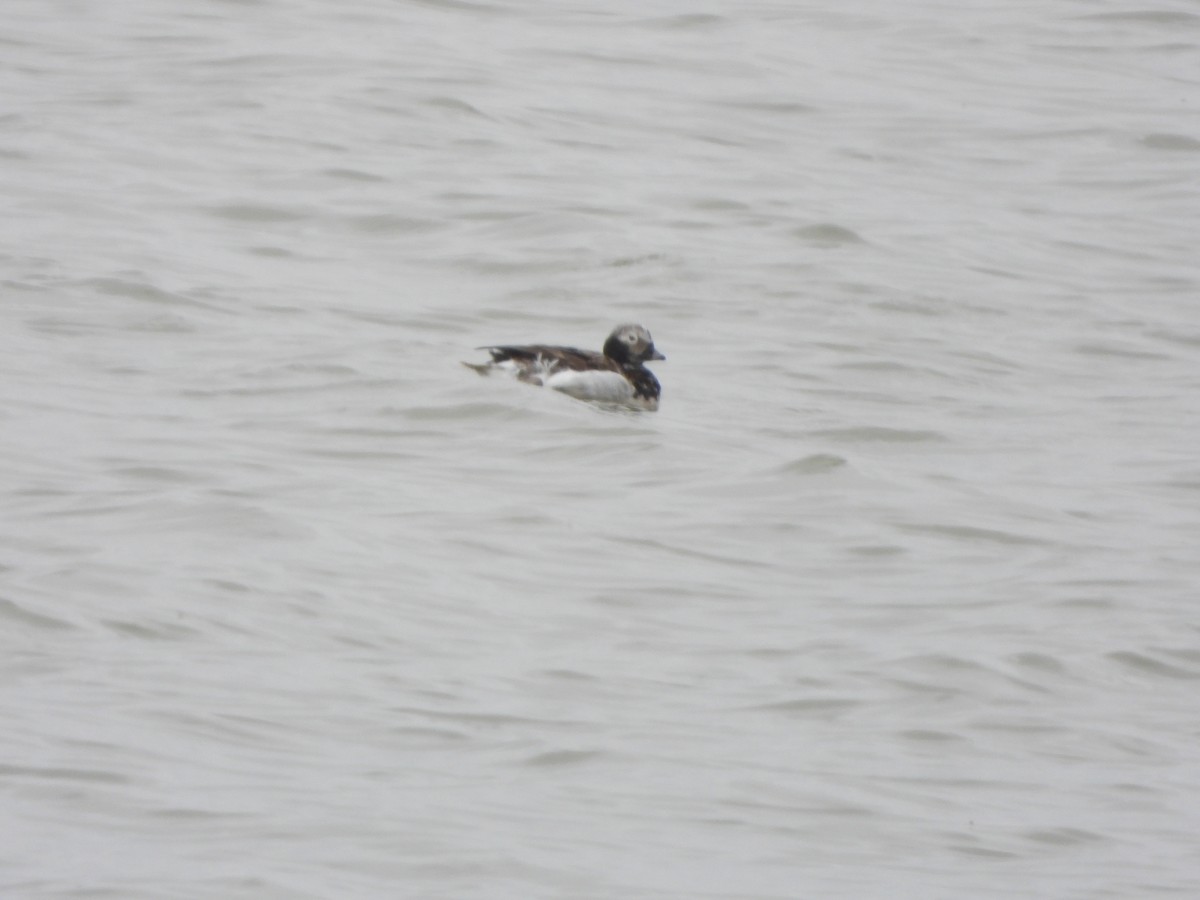Long-tailed Duck - ML557372861