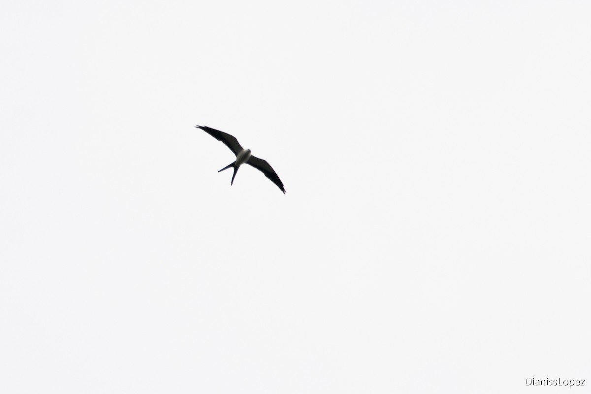 Swallow-tailed Kite - ML557372871