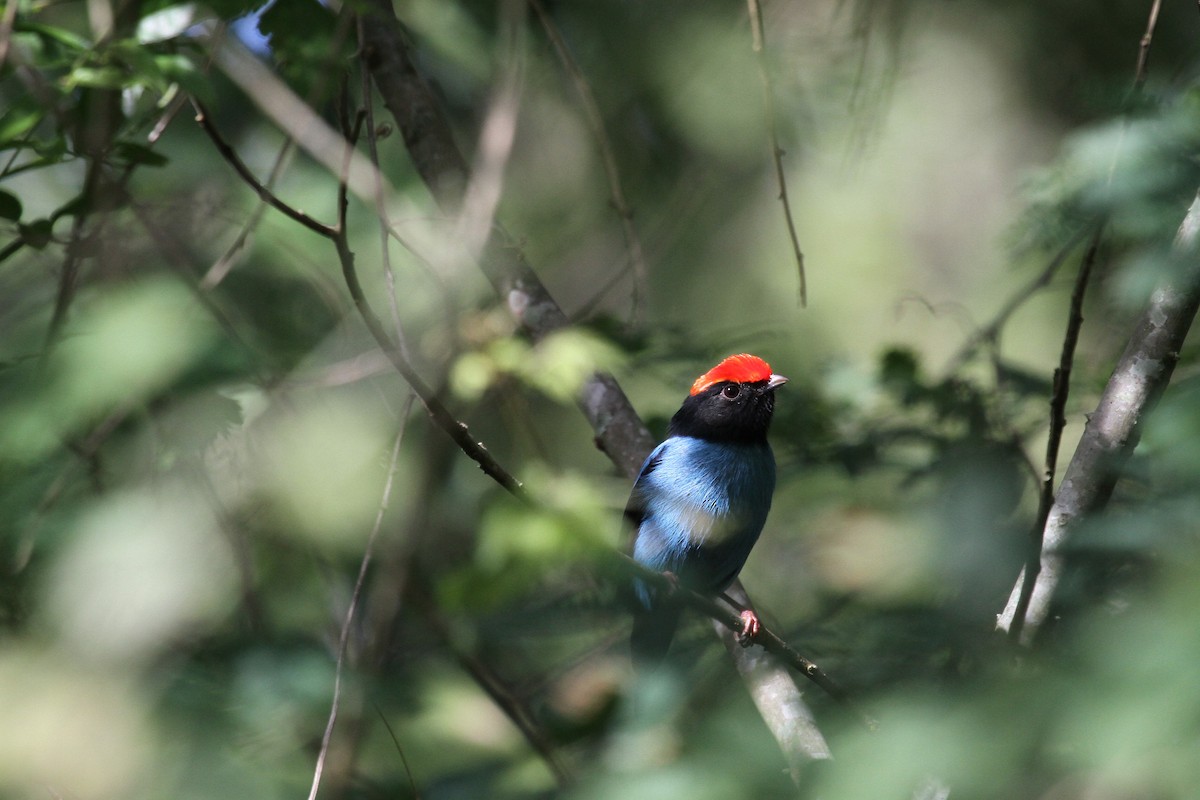 Swallow-tailed Manakin - Santiago Imberti
