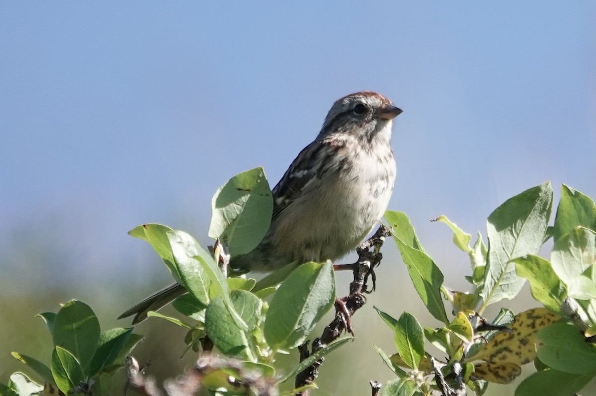 American Tree Sparrow - ML557381281