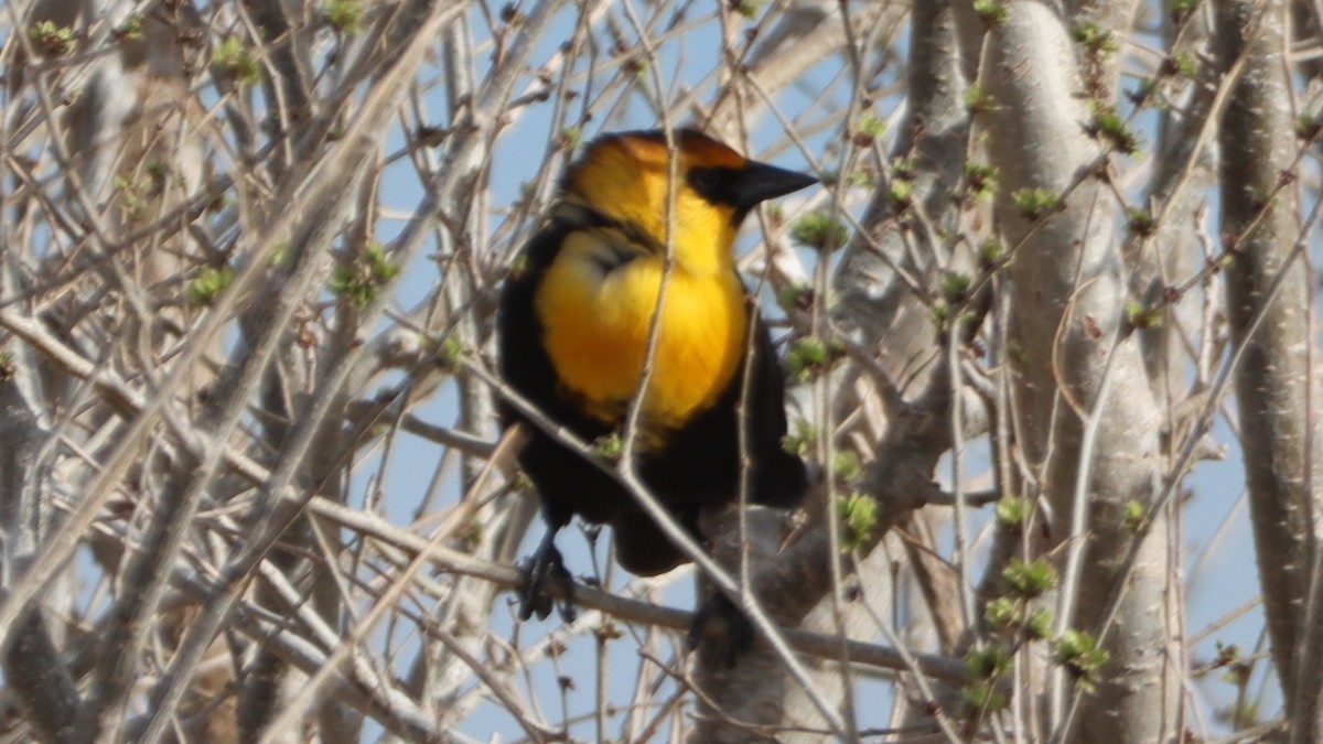 Yellow-headed Blackbird - ML557381921