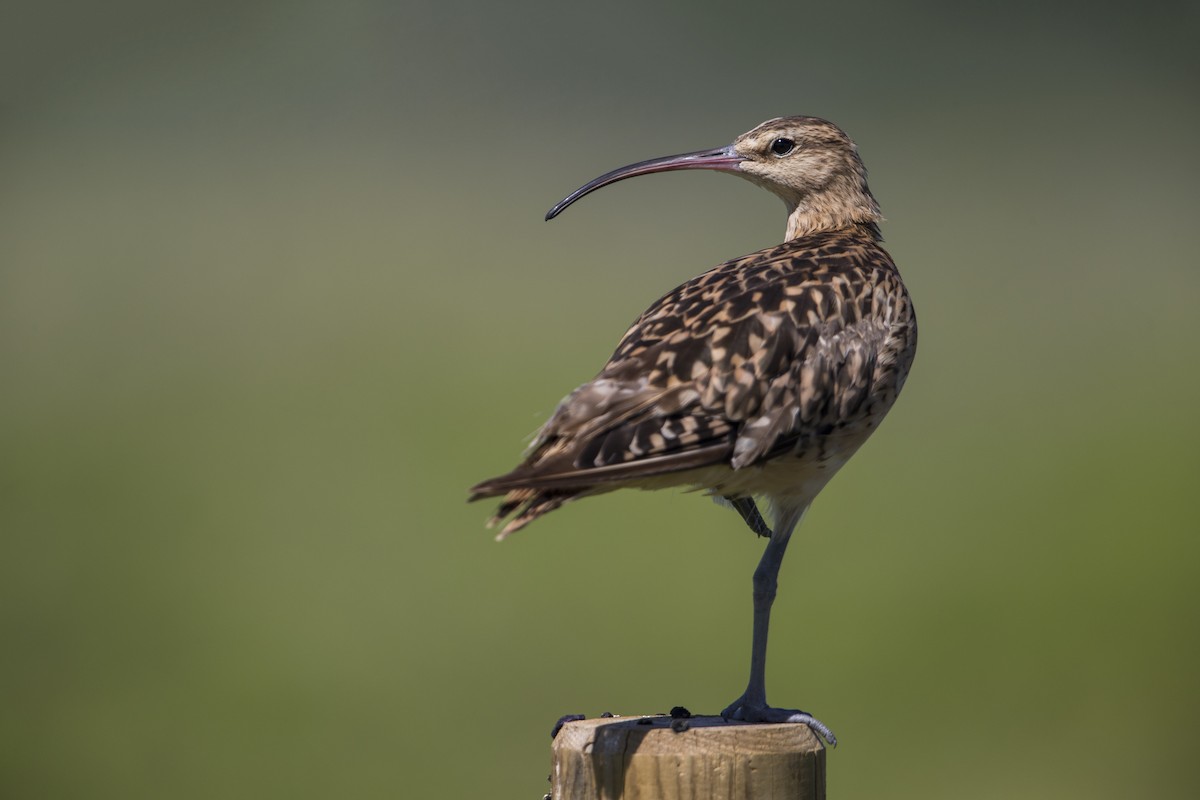 Bristle-thighed Curlew - ML557382551