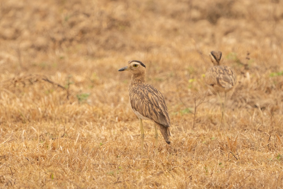 Double-striped Thick-knee - ML557386061