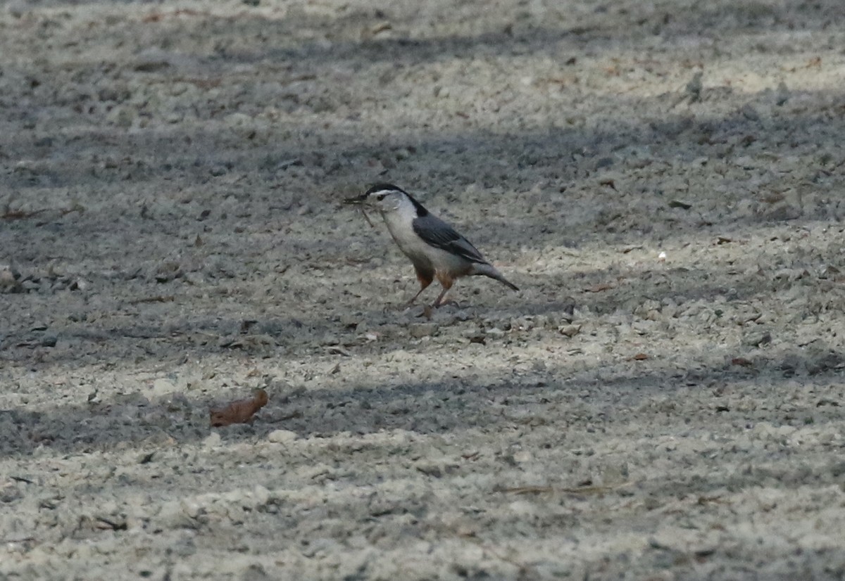 ml557394571-white-breasted-nuthatch-macaulay-library