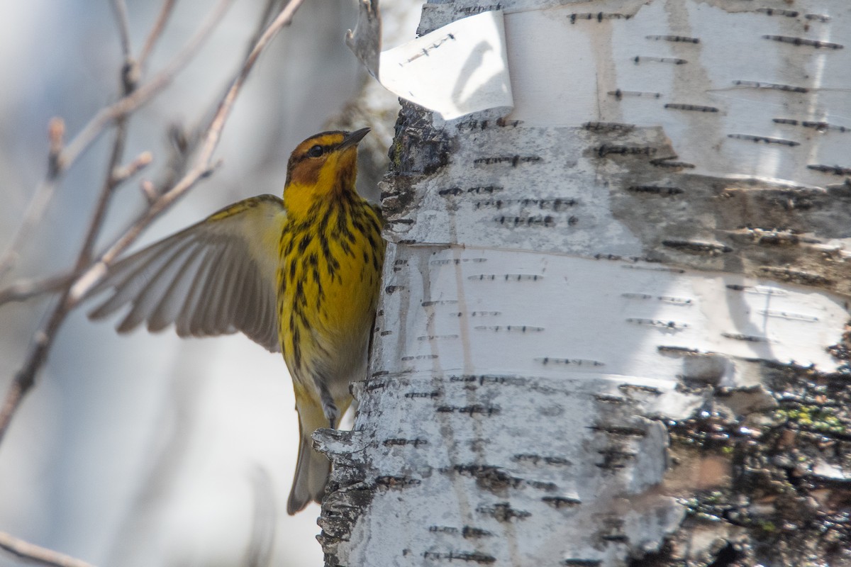 Cape May Warbler - ML557397571