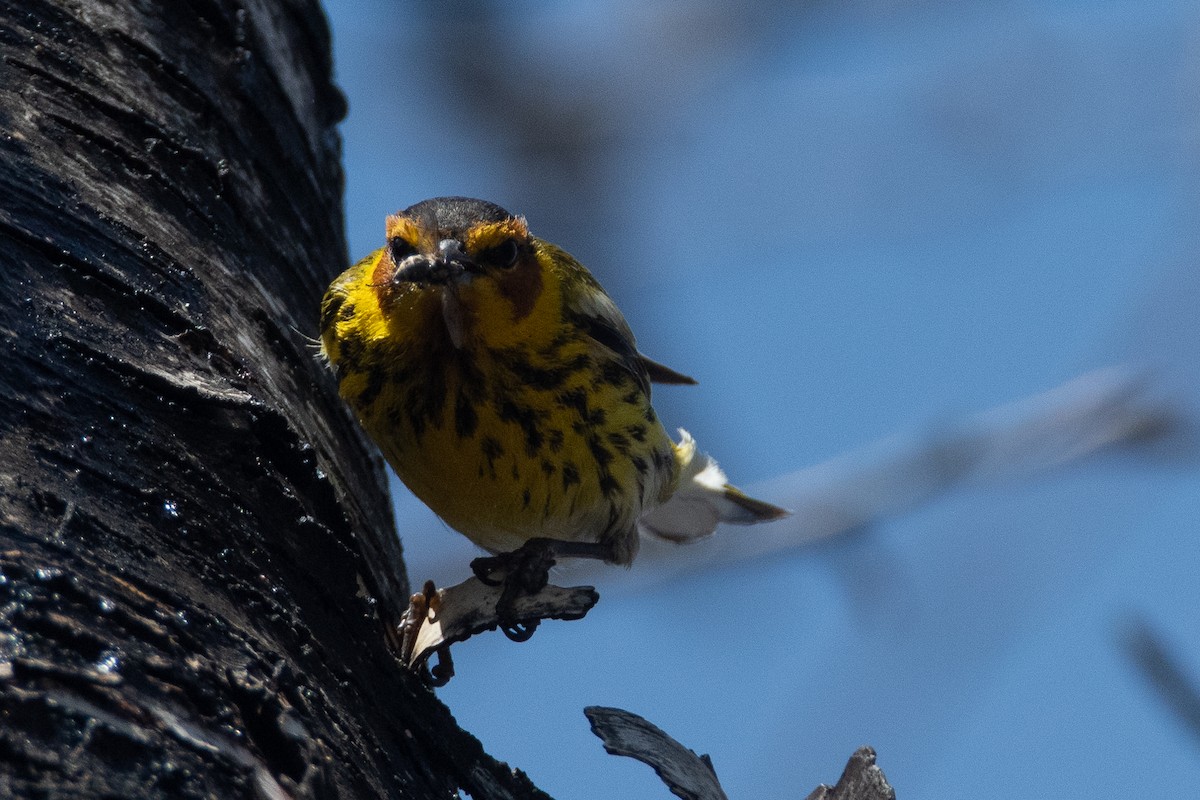 Cape May Warbler - ML557397581