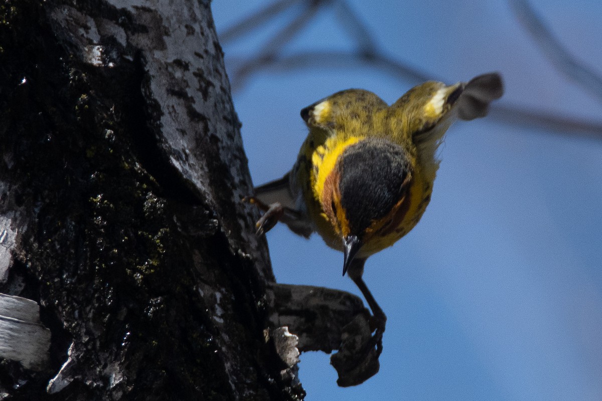 Cape May Warbler - ML557397591