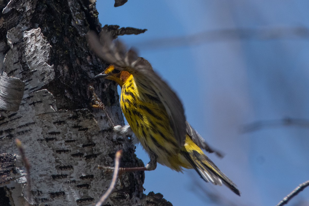 Cape May Warbler - ML557397611