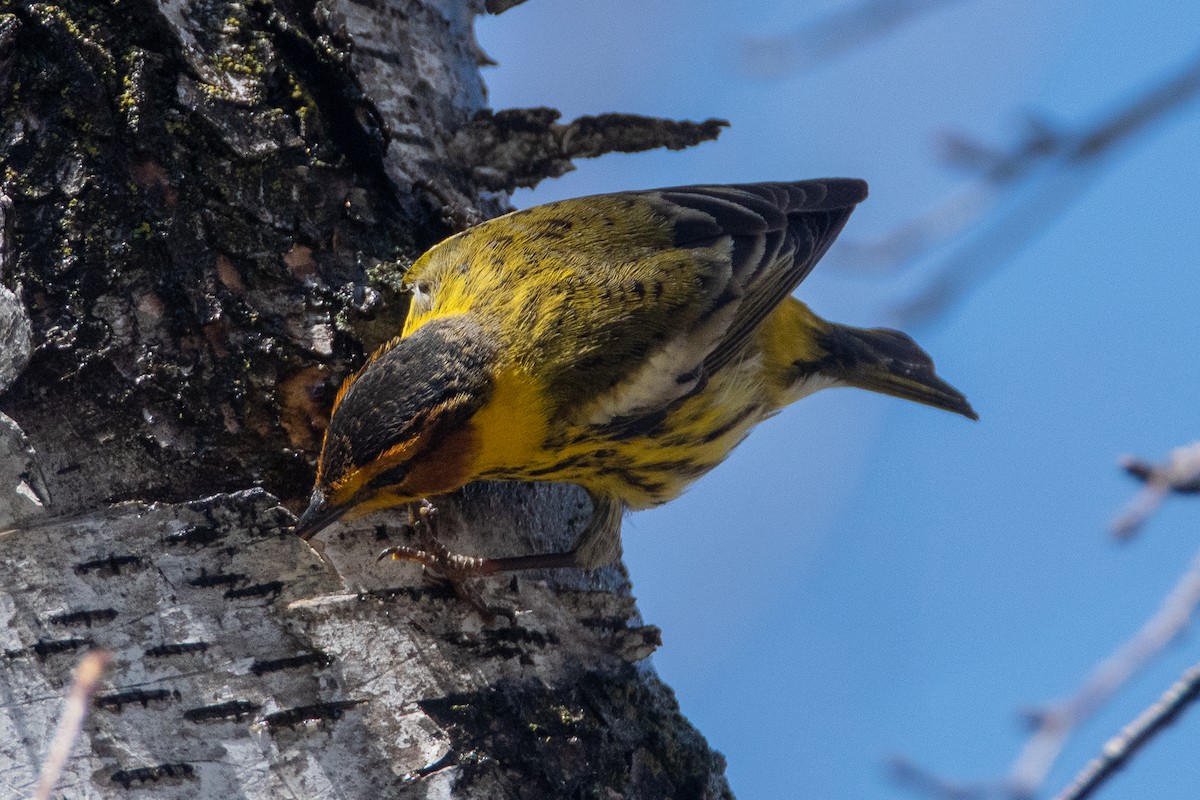 Cape May Warbler - ML557397631