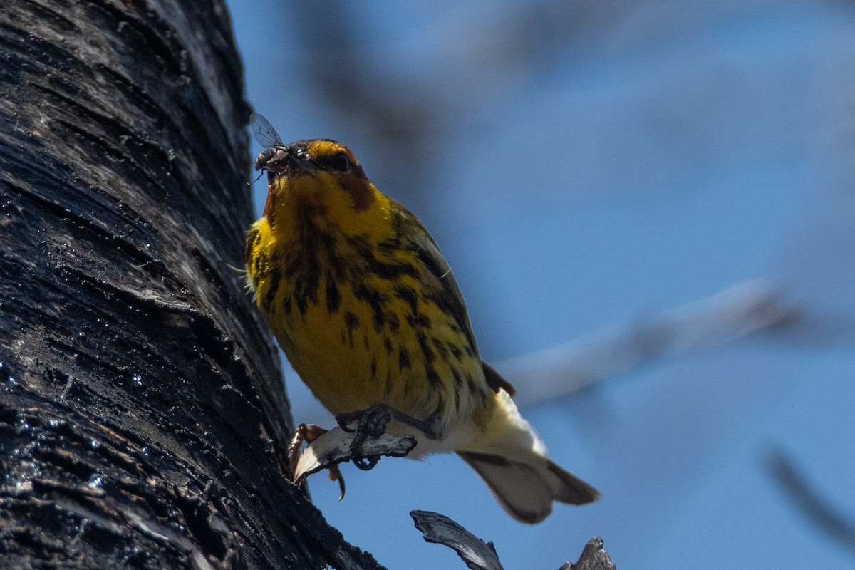 Cape May Warbler - ML557397651