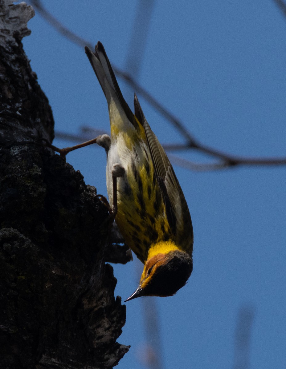 Cape May Warbler - ML557397661