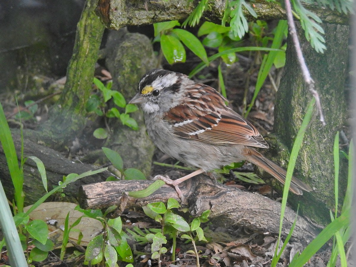 White-throated Sparrow - ML557399291