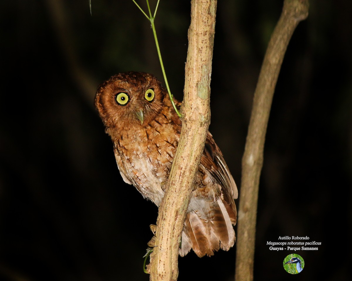 Peruvian Screech-Owl (pacificus) - Eduardo Zavala B.